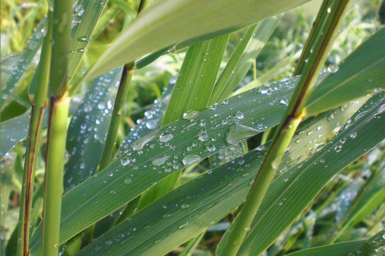 Nach dem Regen