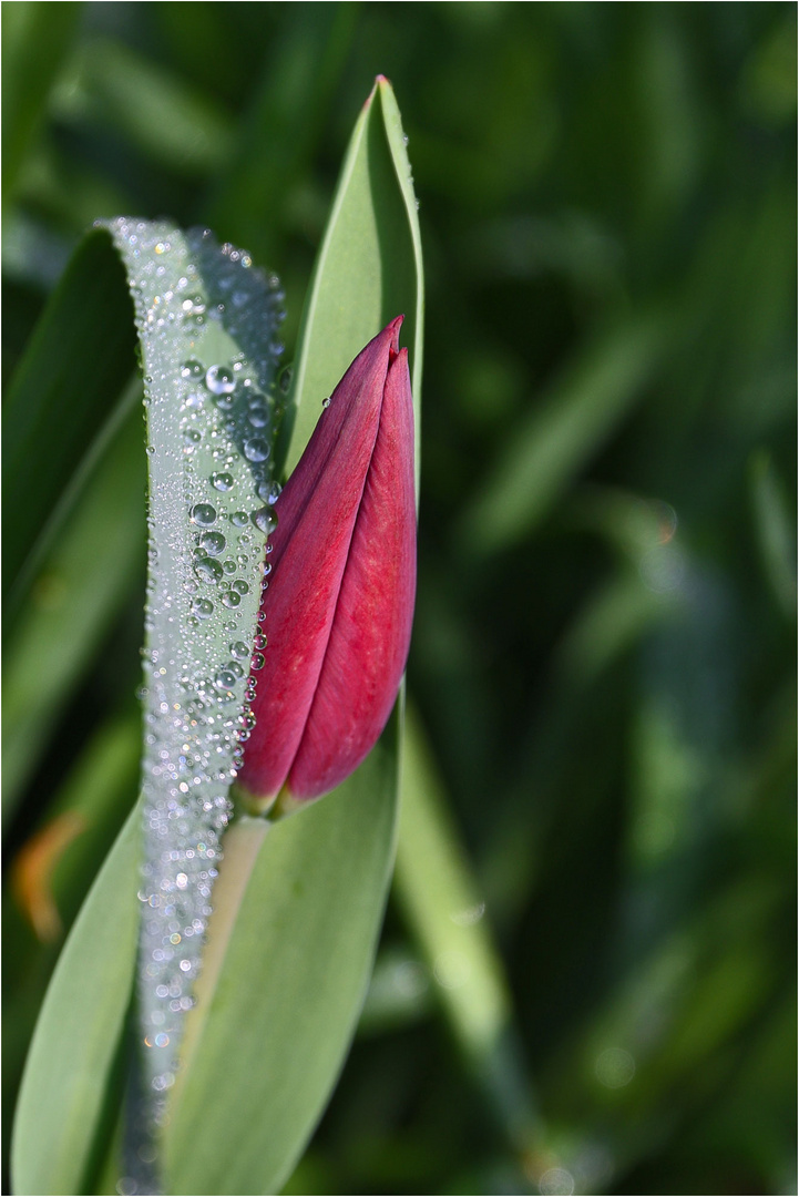 nach dem Regen