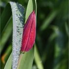 nach dem Regen