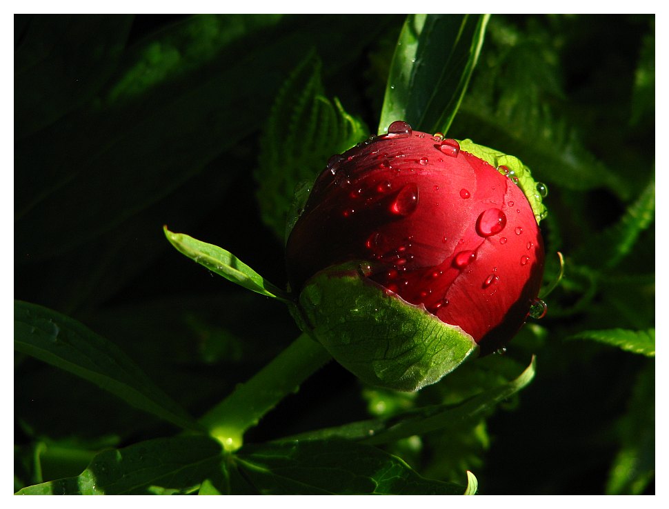 nach dem regen...