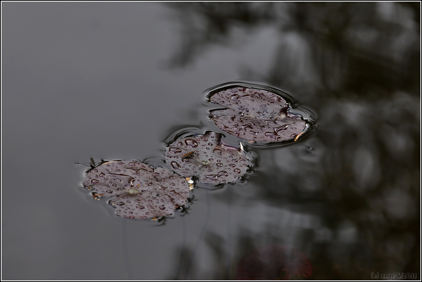 Nach dem Regen