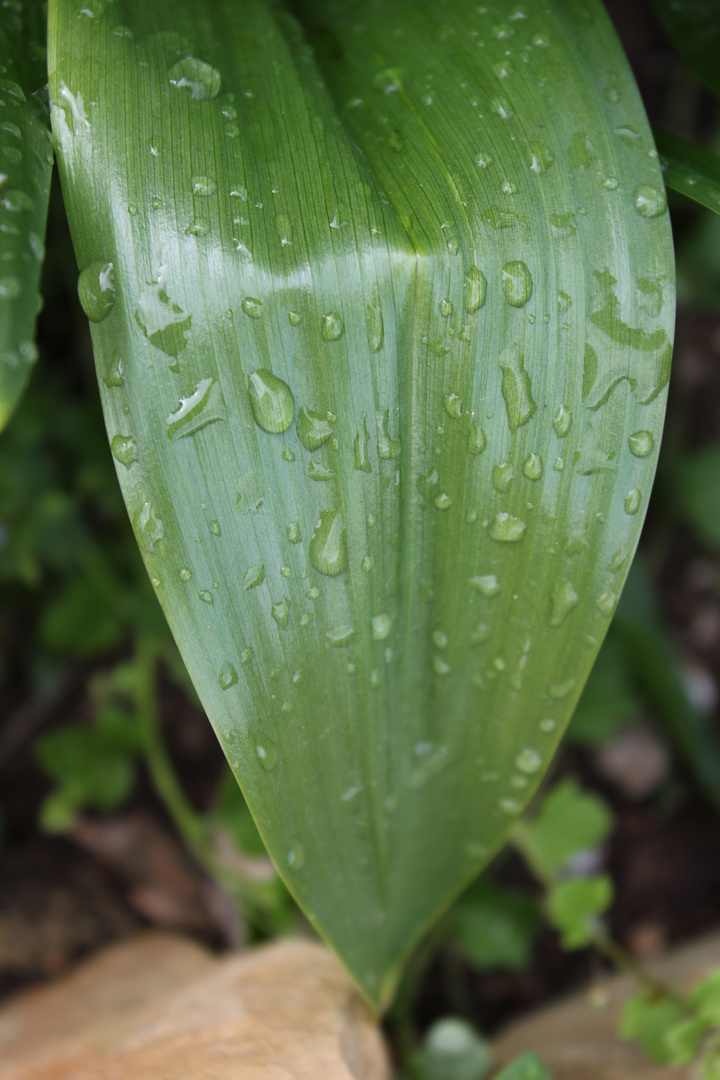 nach dem Regen