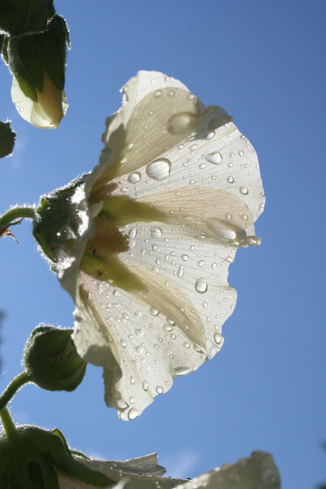 nach dem Regen