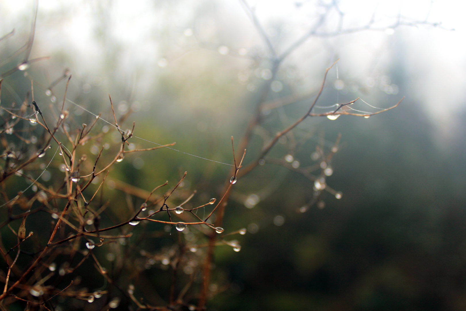 nach dem Regen