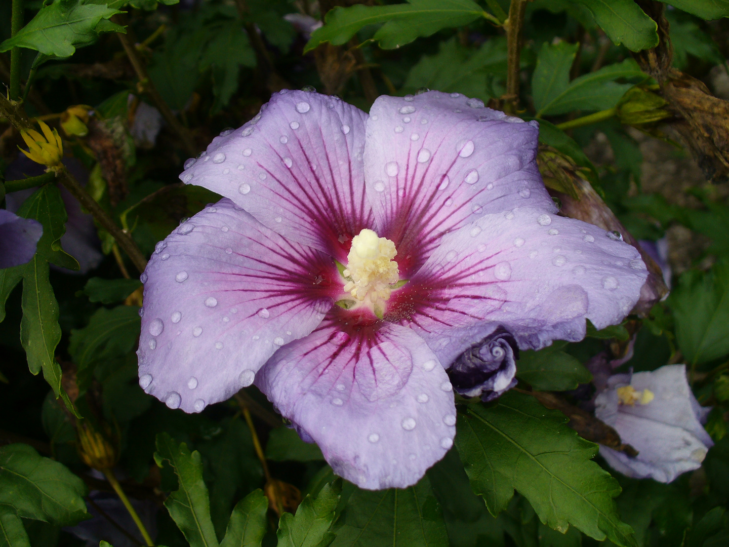 Nach dem Regen