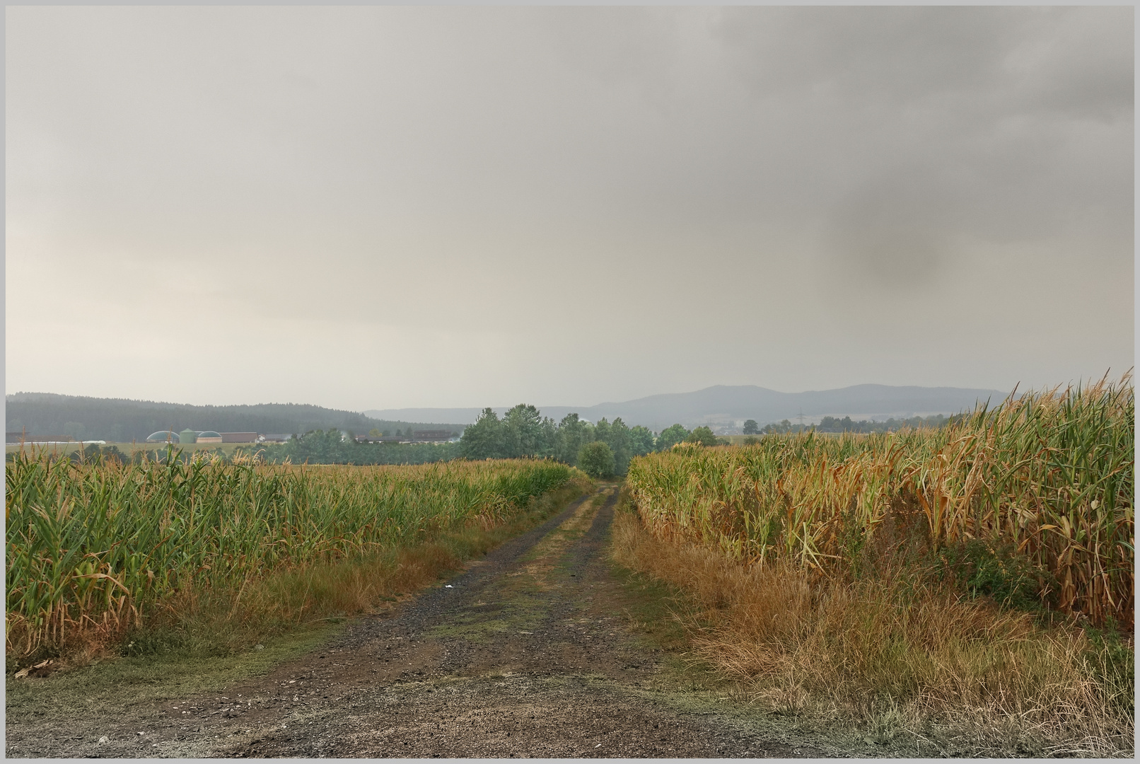 nach dem Regen