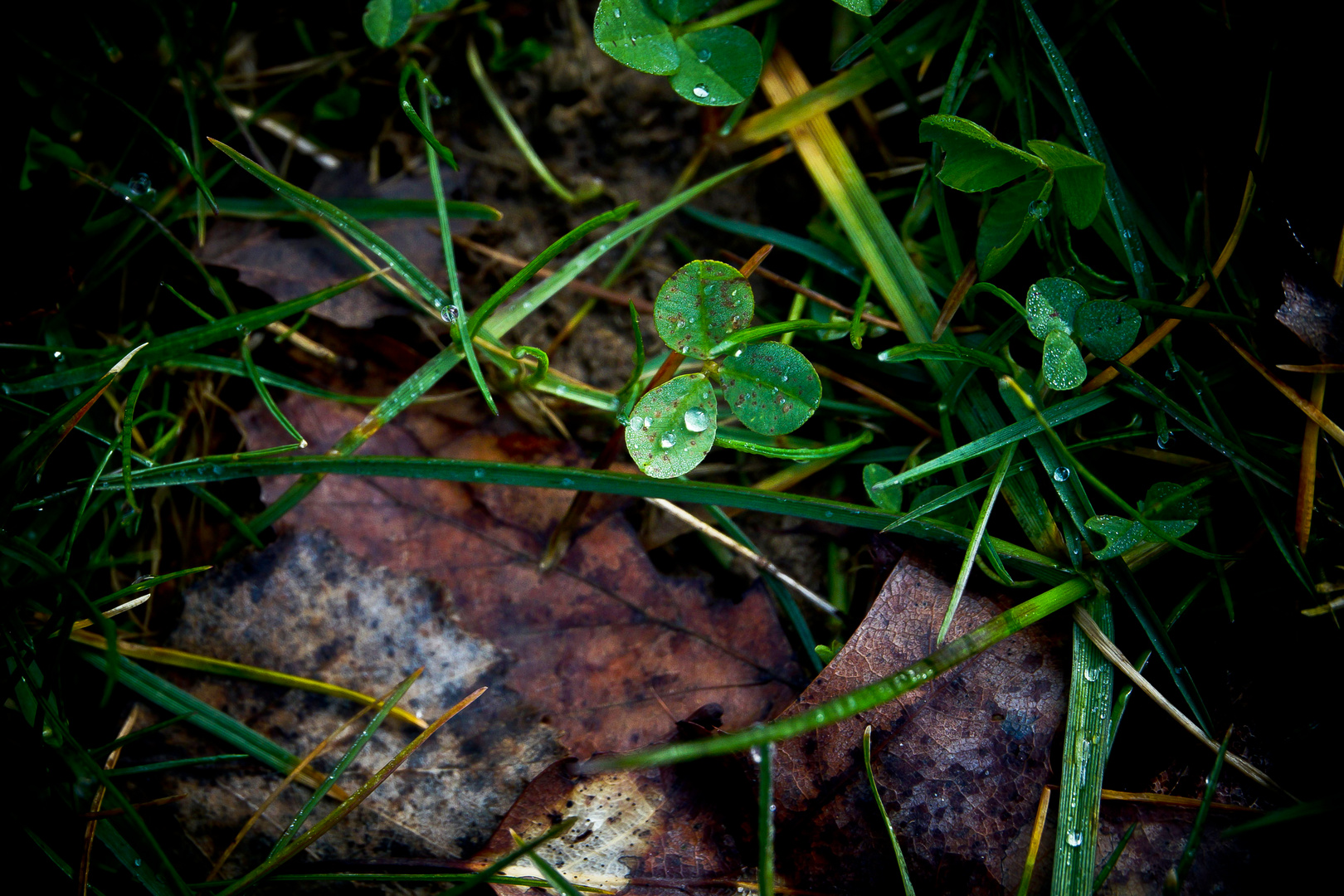 Nach dem Regen