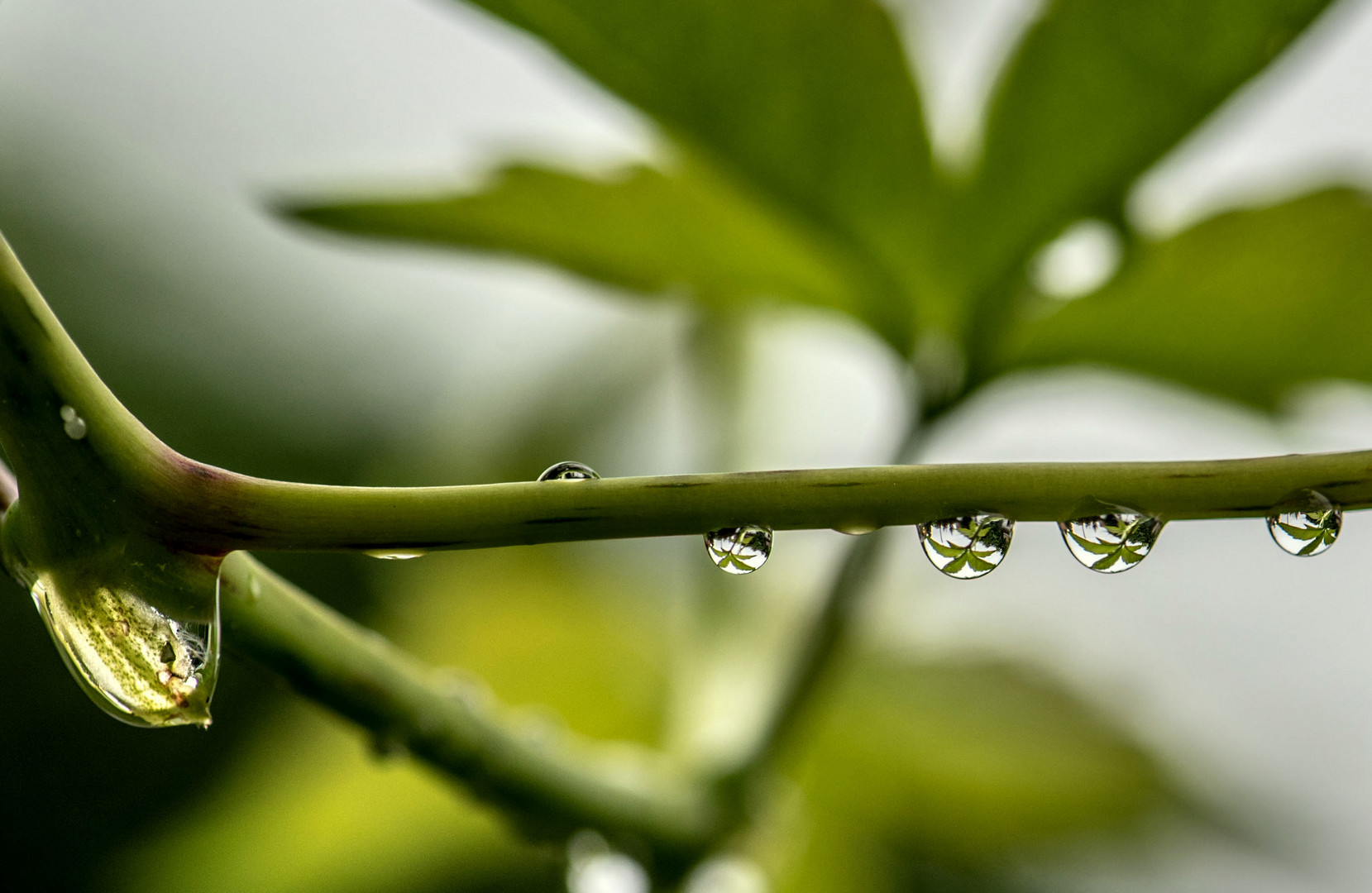 Nach dem Regen