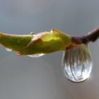 Nach dem Regen..