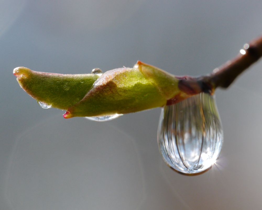 Nach dem Regen..