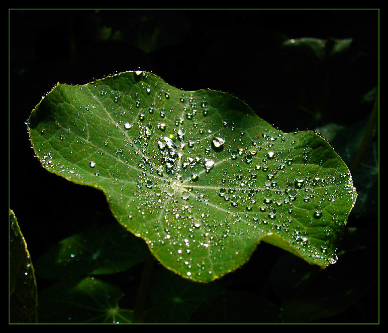 * Nach dem Regen ... *