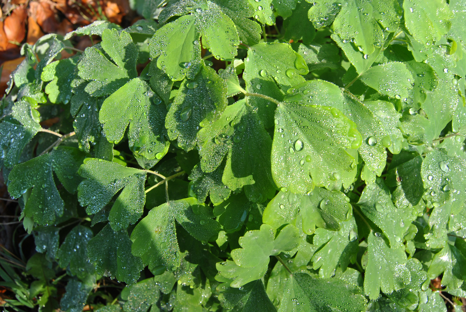 Nach dem Regen