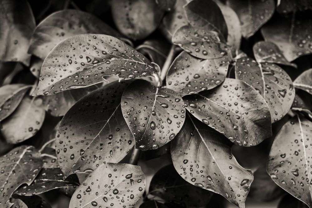 Nach dem Regen