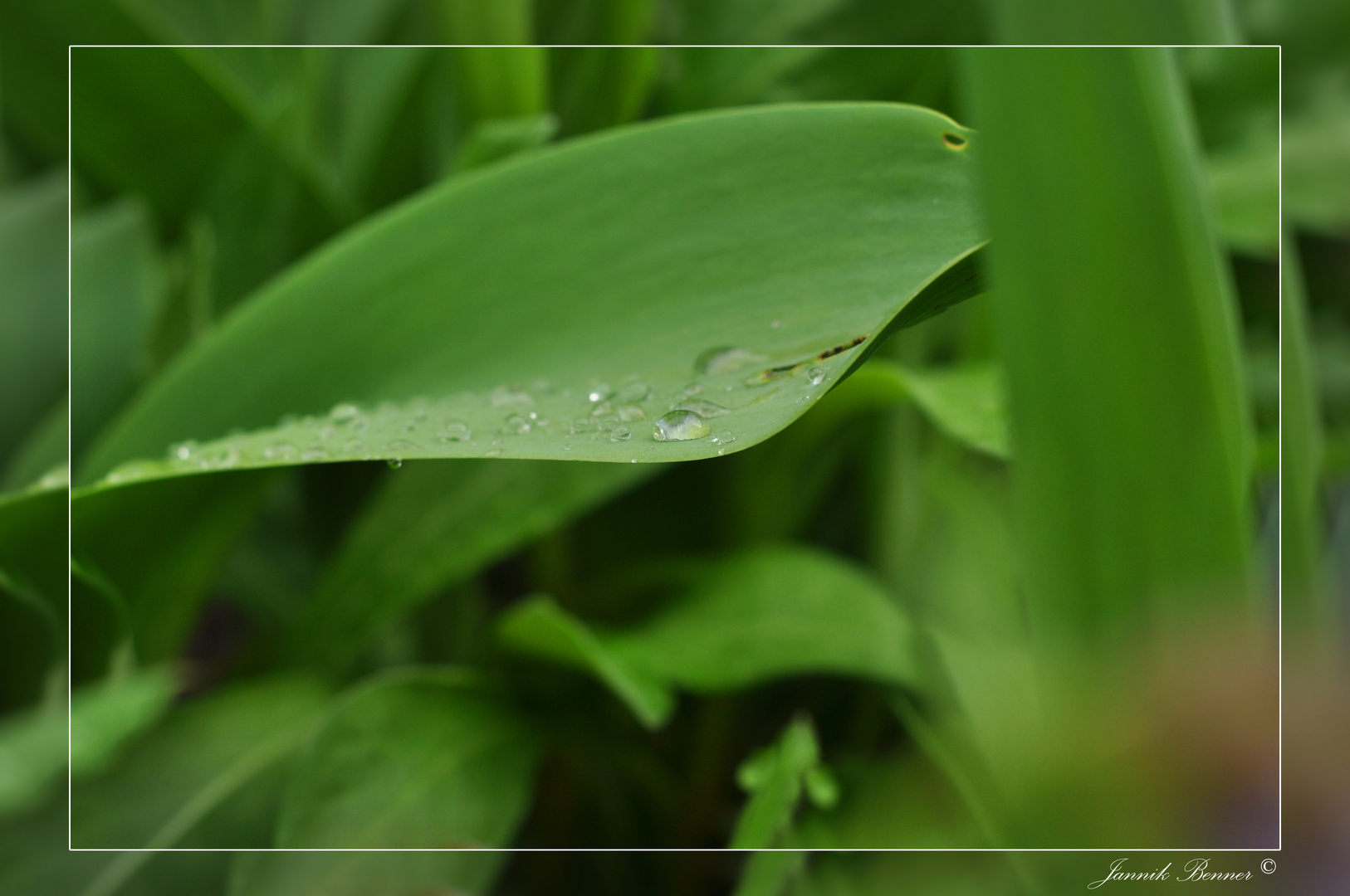 Nach dem Regen