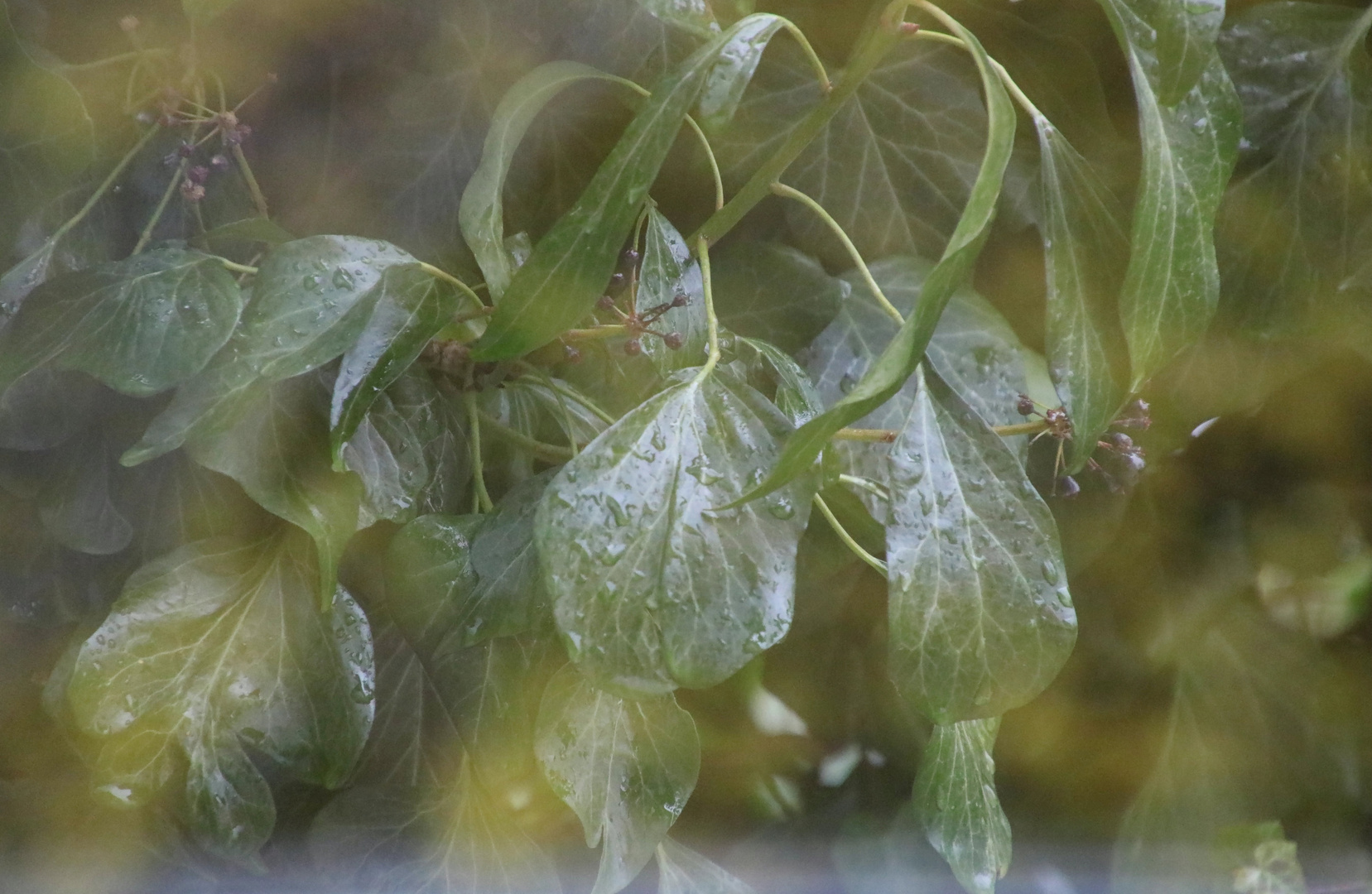 Nach dem Regen