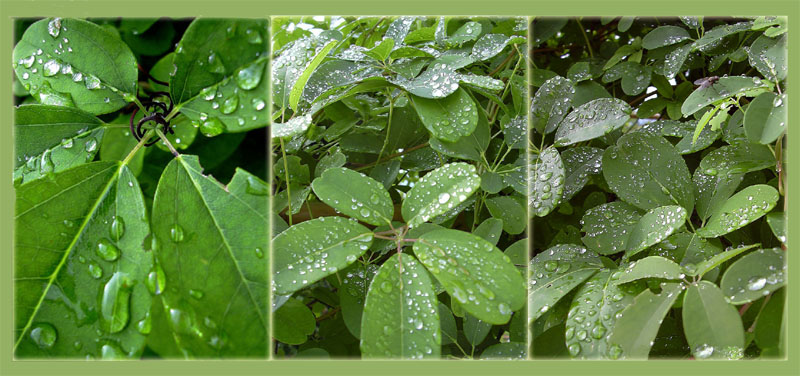 Nach dem Regen