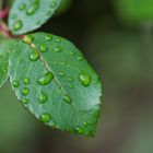 Nach dem Regen