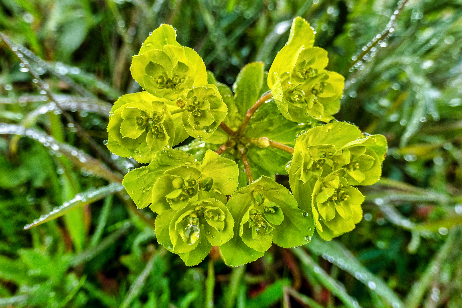 Nach dem Regen