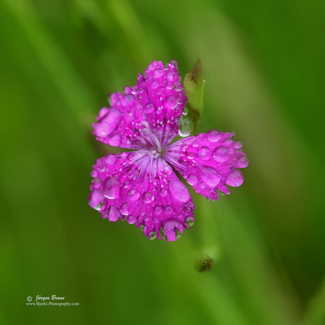 Nach dem Regen