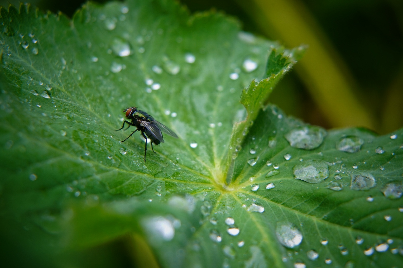 Nach dem Regen 