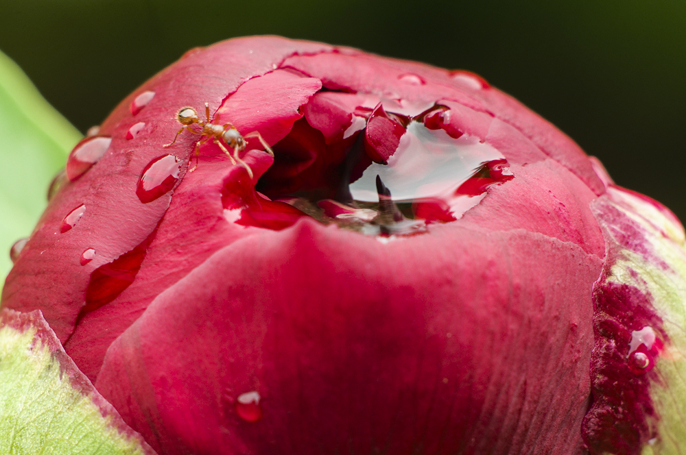 nach dem Regen ...