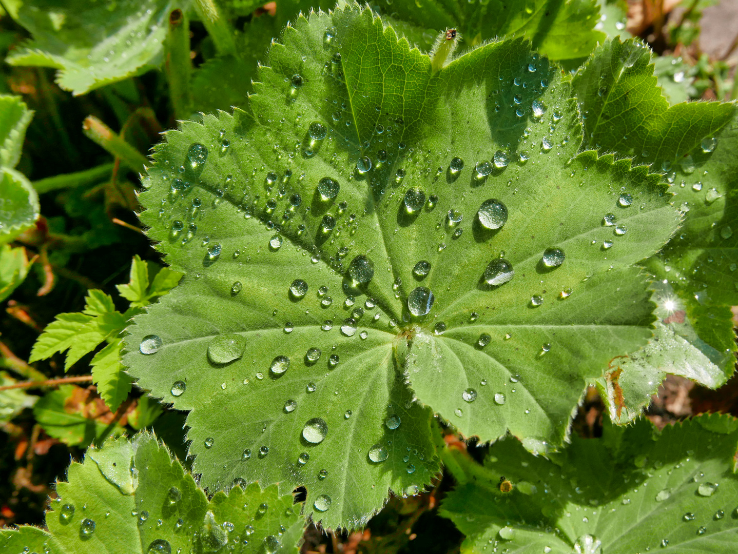 Nach dem Regen