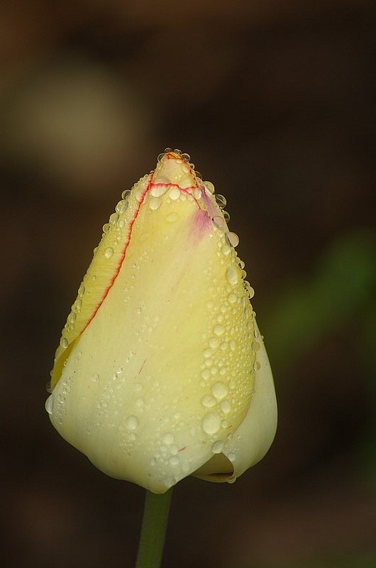 Nach dem Regen