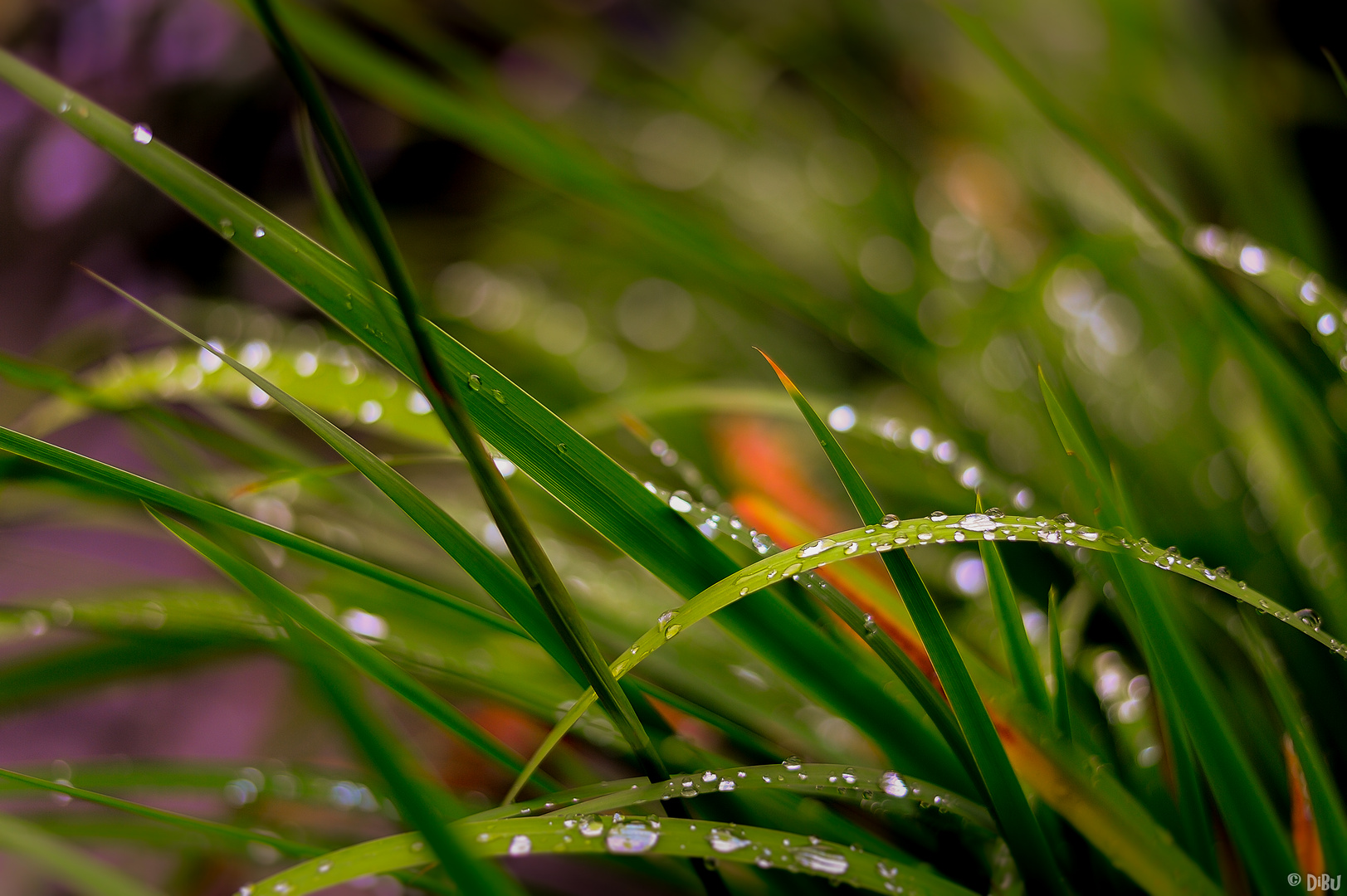 Nach dem Regen