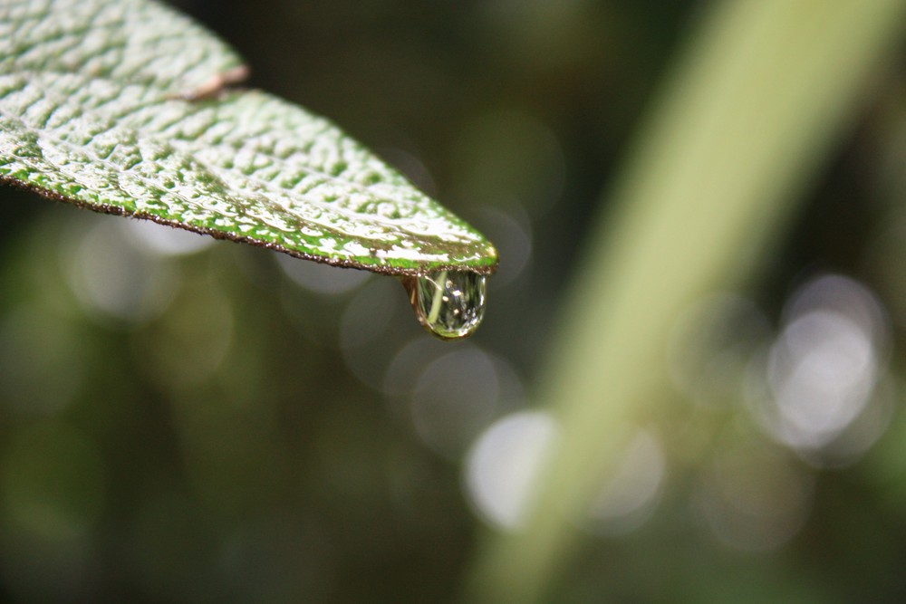 nach dem Regen