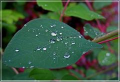 Nach dem Regen....