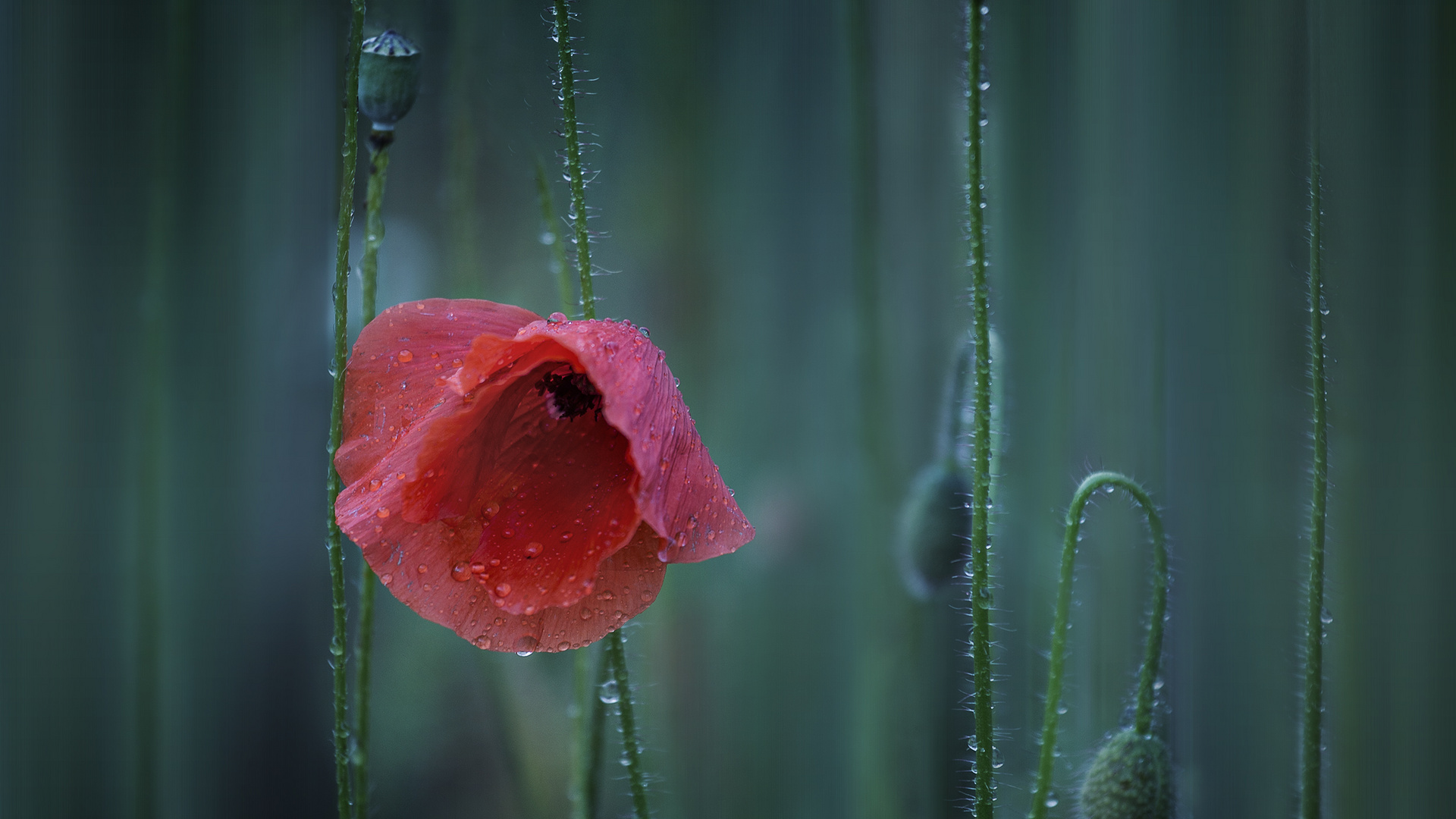 Nach dem Regen