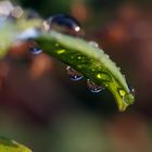 Nach dem Regen