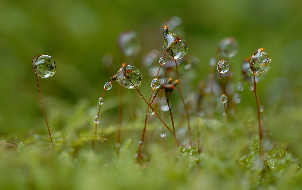 Nach dem Regen