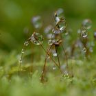 Nach dem Regen