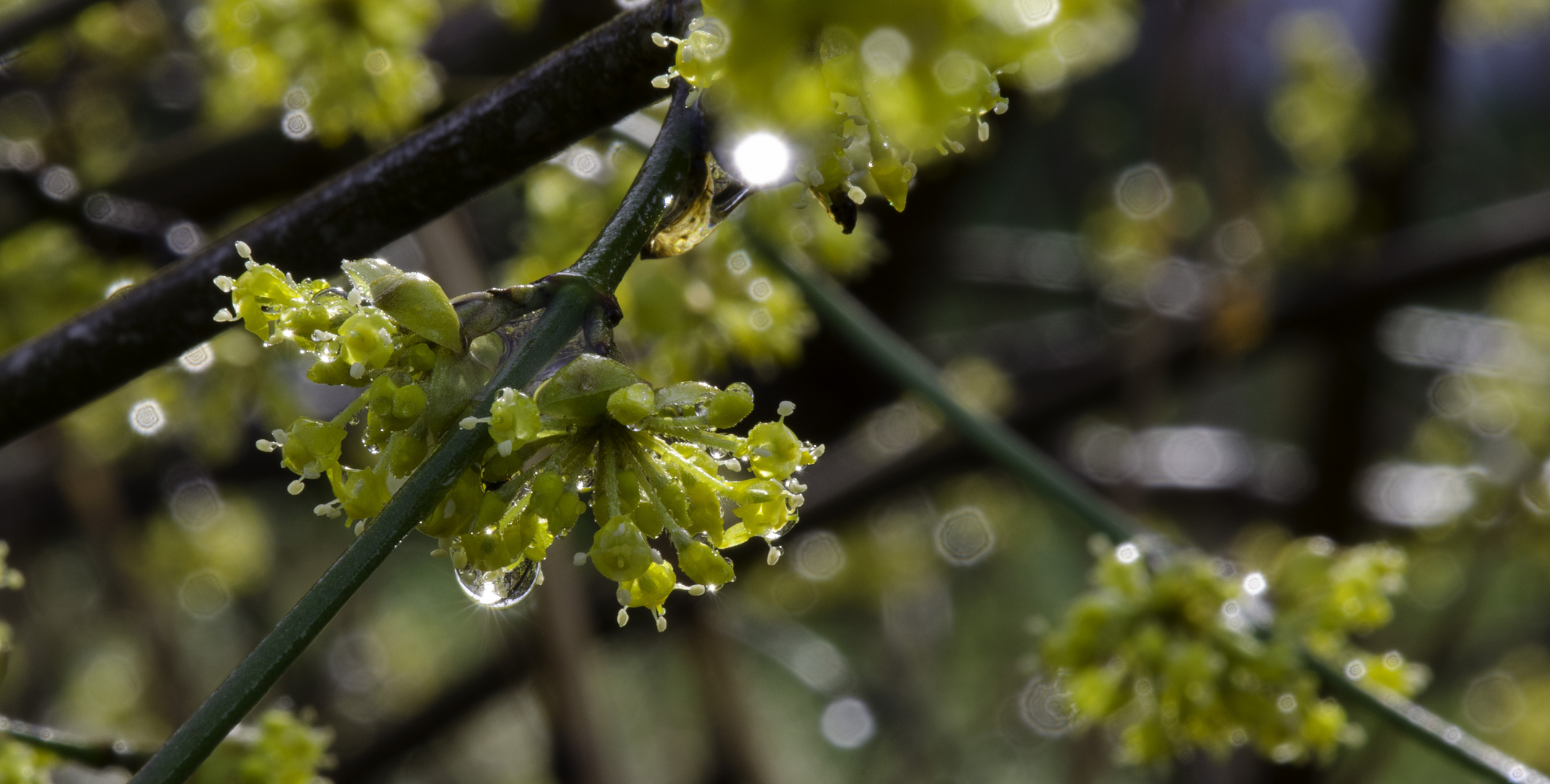 Nach dem Regen