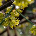 Nach dem Regen