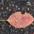 Nach dem Regen