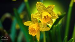 *** Nach dem Regen ... *** 