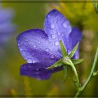 Nach dem Regen