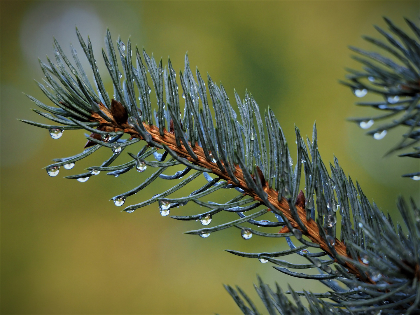 Nach dem Regen