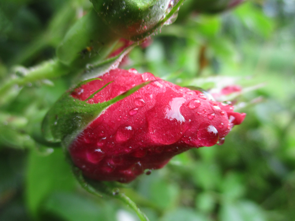  Nach dem Regen 