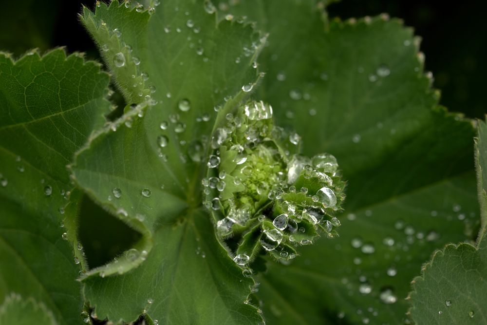 Nach dem Regen