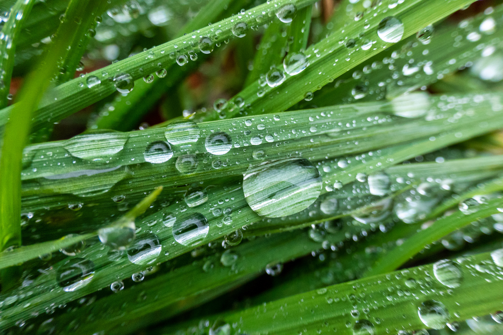 Nach dem Regen