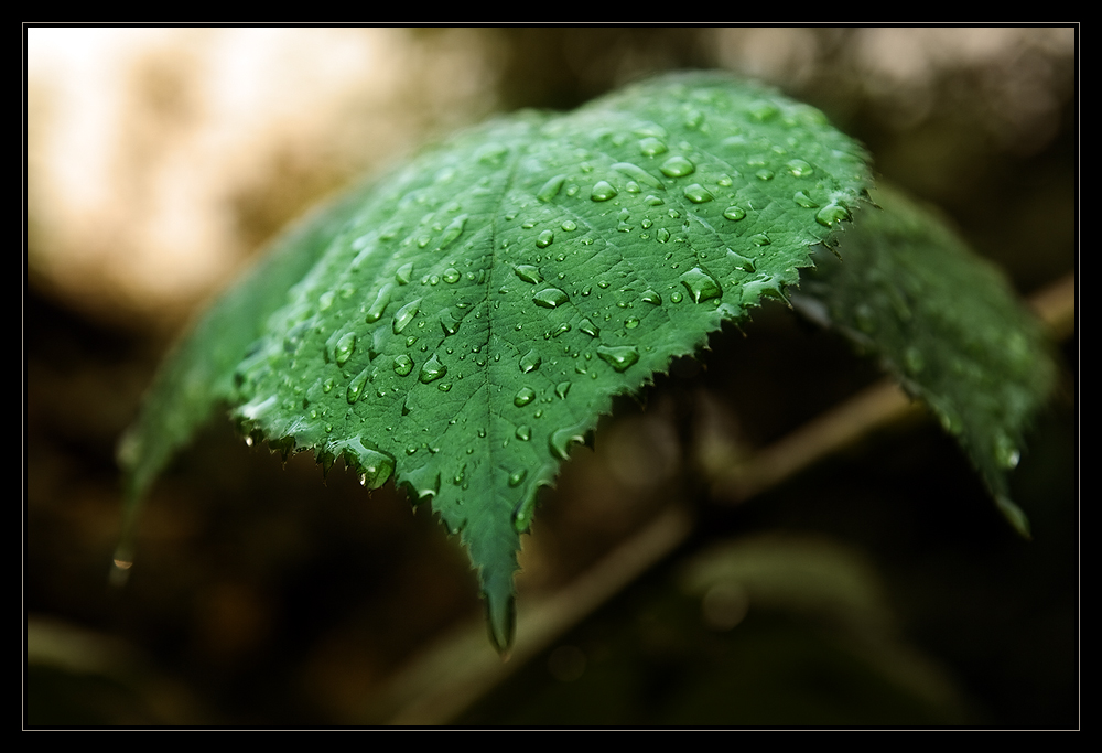 Nach dem Regen