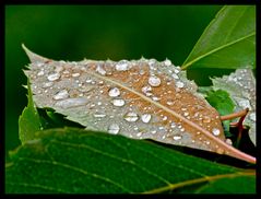 Nach dem Regen