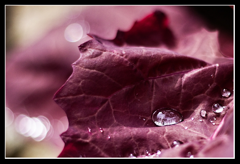 Nach dem Regen ...