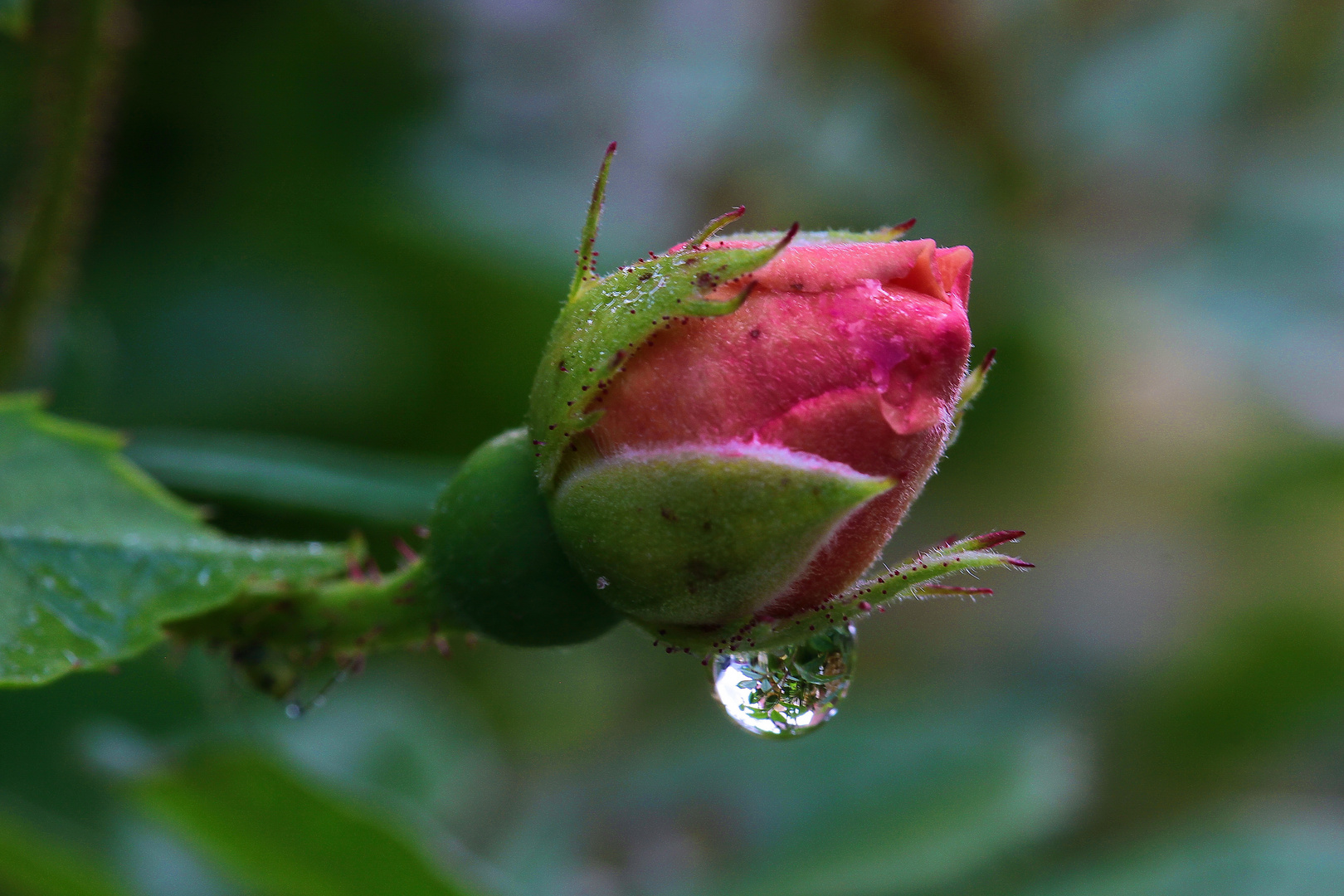 Nach dem Regen