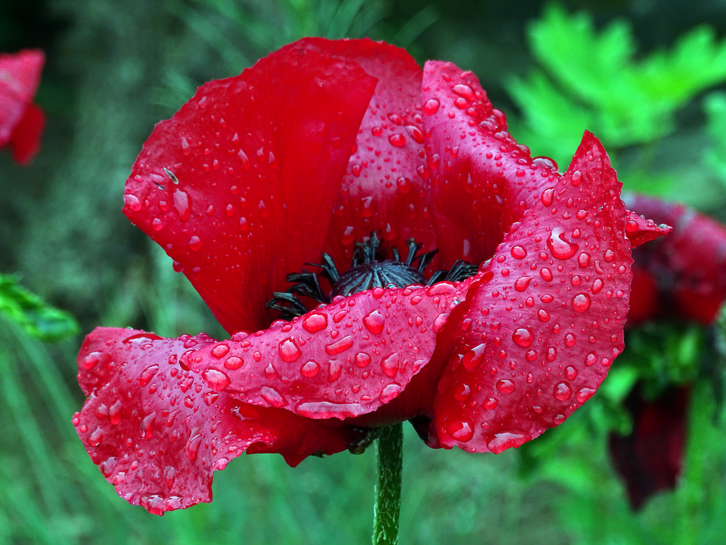 nach dem Regen