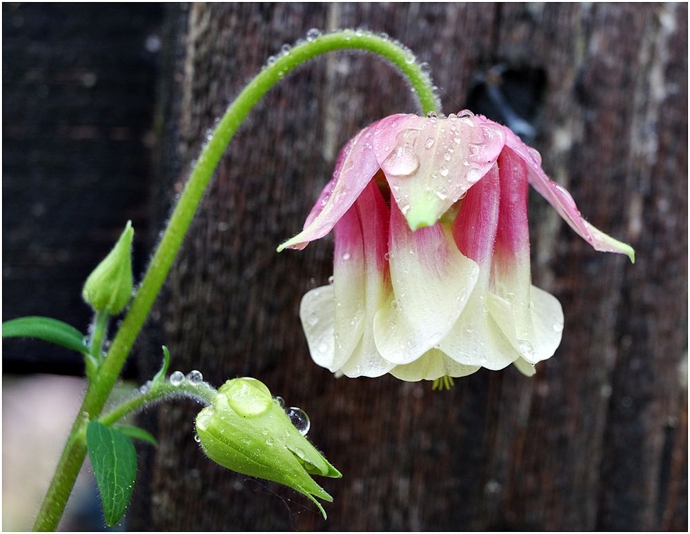 Nach dem Regen...