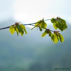 Nach dem Regen